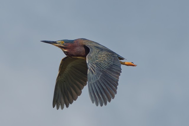 Green Heron in flight