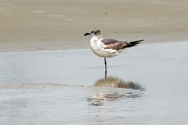 Laughing Gull
