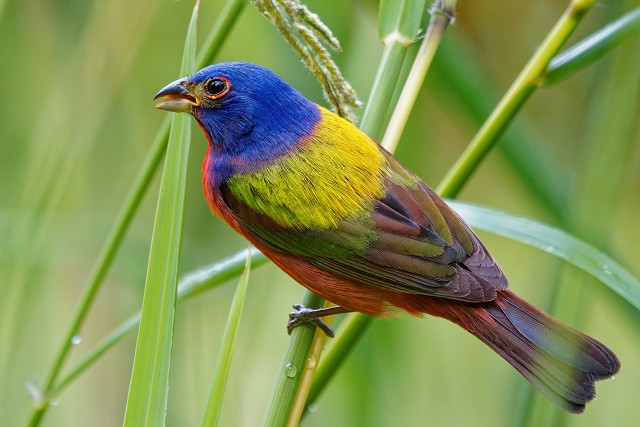 Painted Bunting