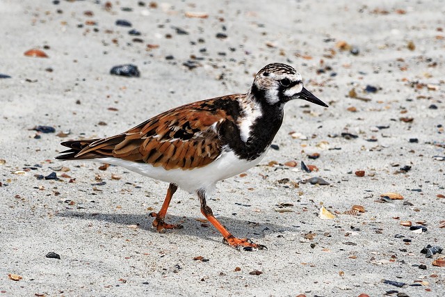 Rudy Turnstone