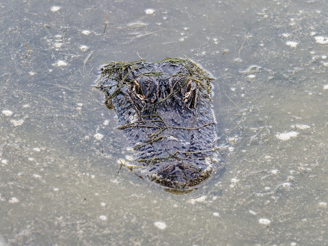 Alligator peeking out