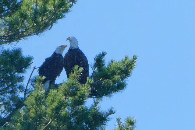 Eagle Pair.0453