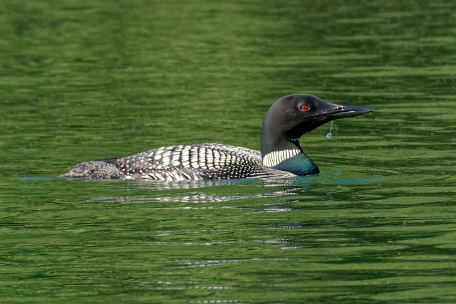 Loon.large Gullet.0426