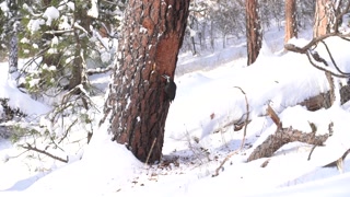 Pileated Woodpecker.Tubbs Hill.MP4