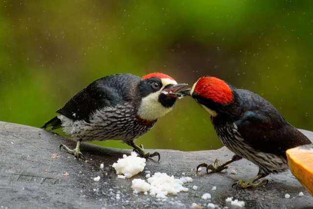 Acorn Woodpecker.3861