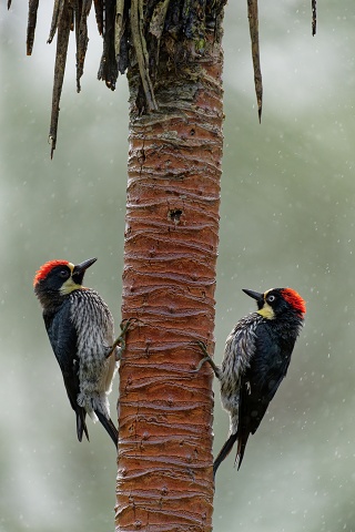 Acorn Woodpeckers.3670