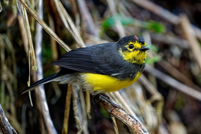 Collared Restart.3944