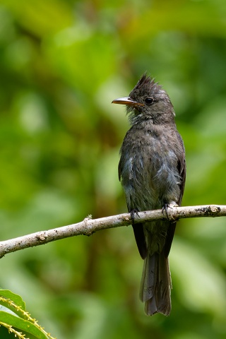 Dark Pewee.3968