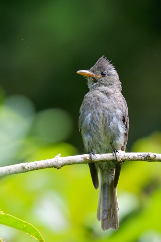 Dark Pewee.3983