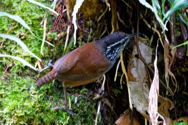 Gray-breasted Wood-Wren.7208