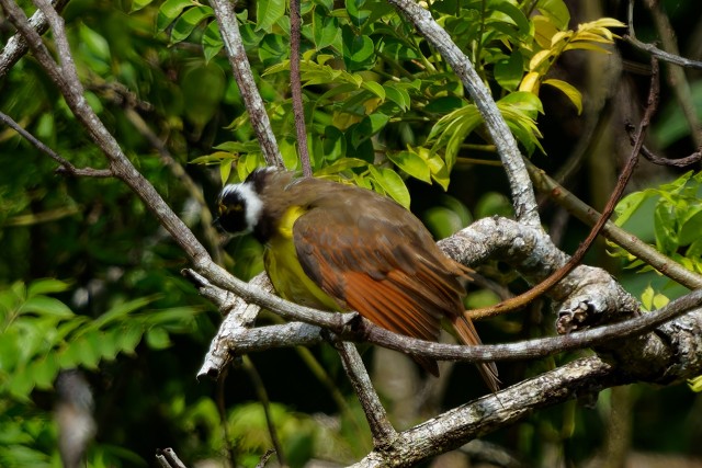 Gray-breasted Wood-Wren.7273