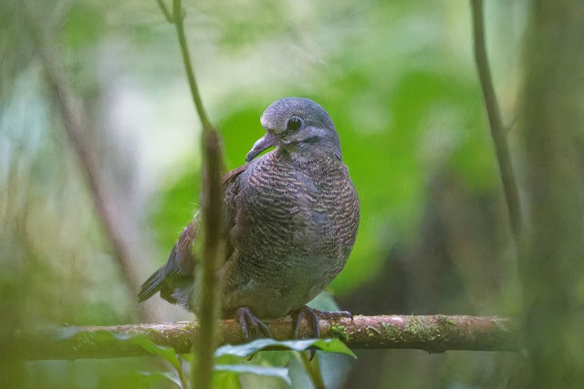 Scaled Pigeon.4259
