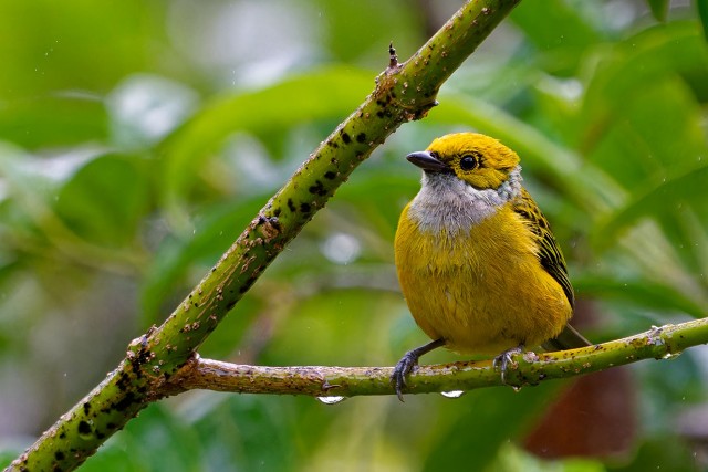 Silver Throated Tanager.3693