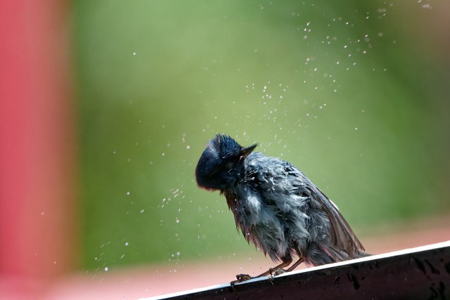 Slaty Flowerpiercer.4139