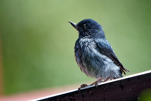 Slaty Flowerpiercer.4153