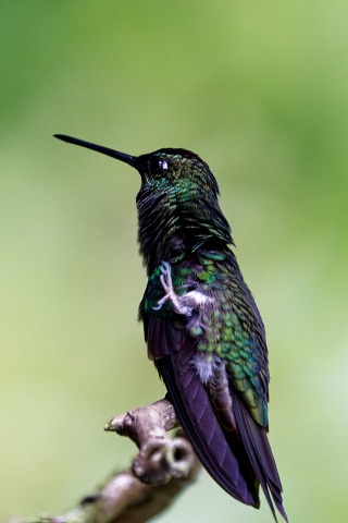 Talamanca Hummingbird.3823