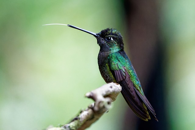 Talamanca Hummingbird.4344