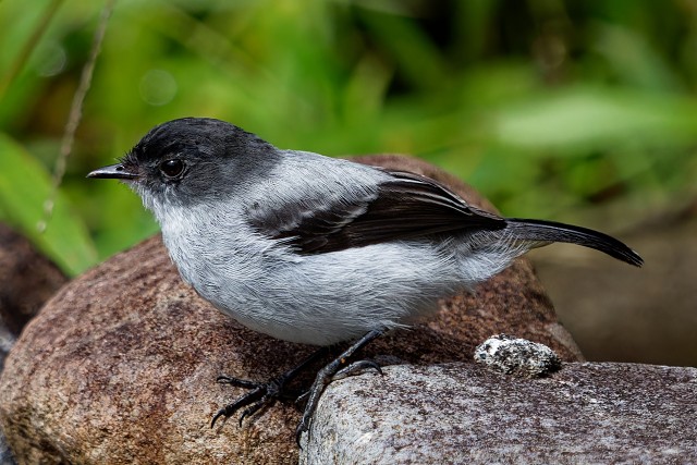 Torrent Tyrannulet.7094