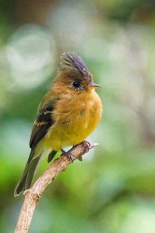 Tufted Flycatcher.4173