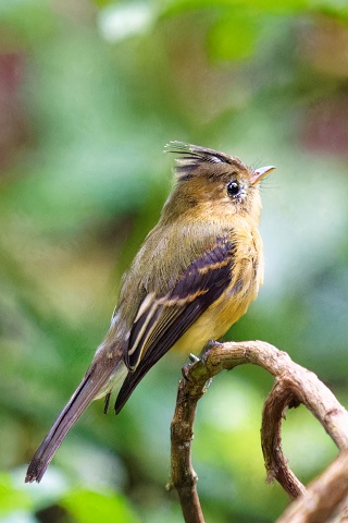 Tufted Flycatcher.4186