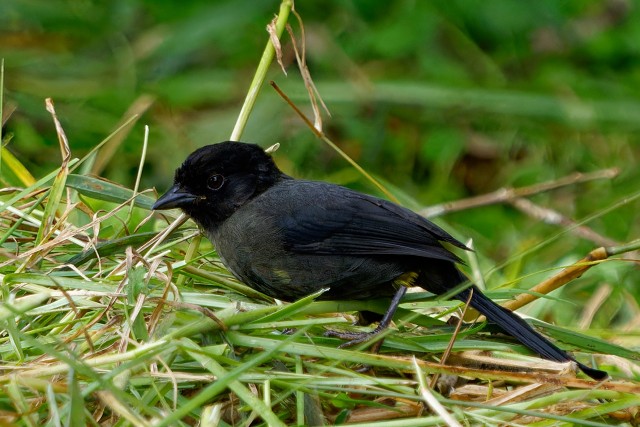 Variable Seedeater.7085