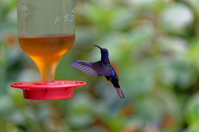 Violet Sabrewing.3698