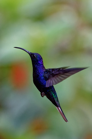 Violet Sabrewing.3702