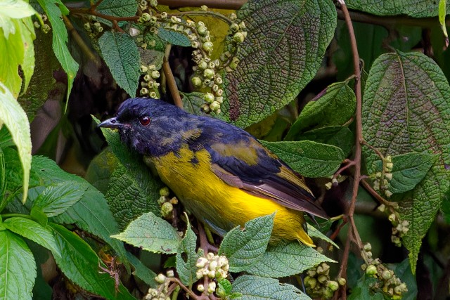 Blk Ylw Silky Flycatcher.6651