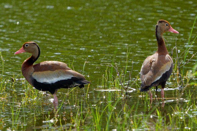 Black-bellied Whistling-Duck.7387