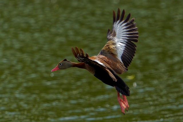 Black-bellied Whistling-Duck.7440