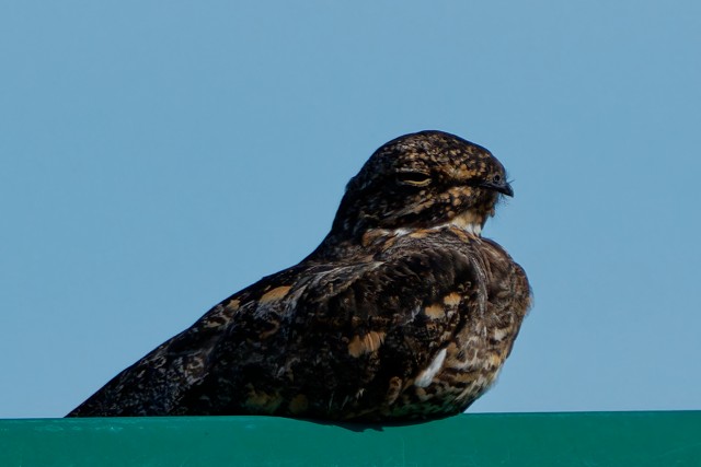 Common Nighthawk.7900