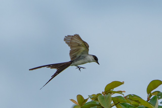 Fork-tailed Flycatcher.7602
