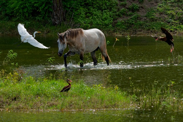 Great Egret+Horse.7496
