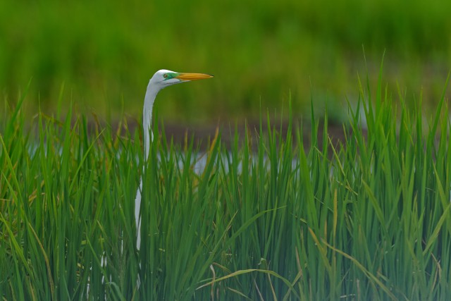 Great Egret.7843