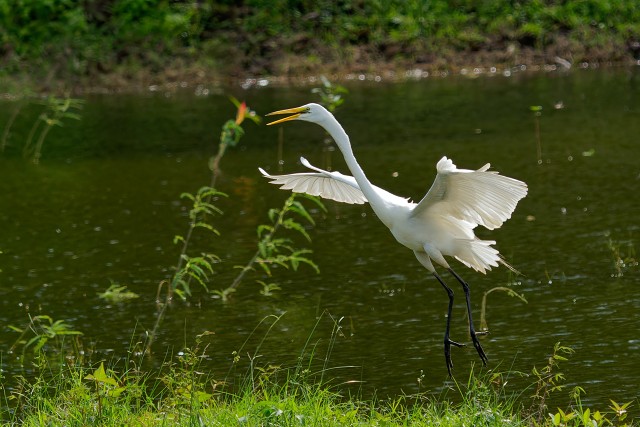 Great Egret.7349