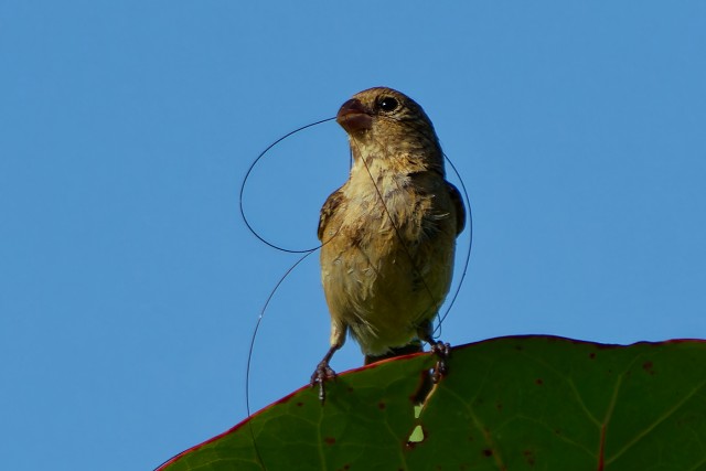 House Sparrow.7870
