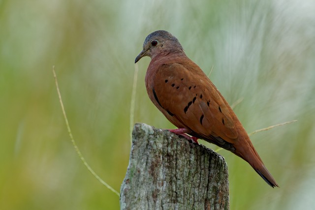 Ruddy Ground Dove.7851