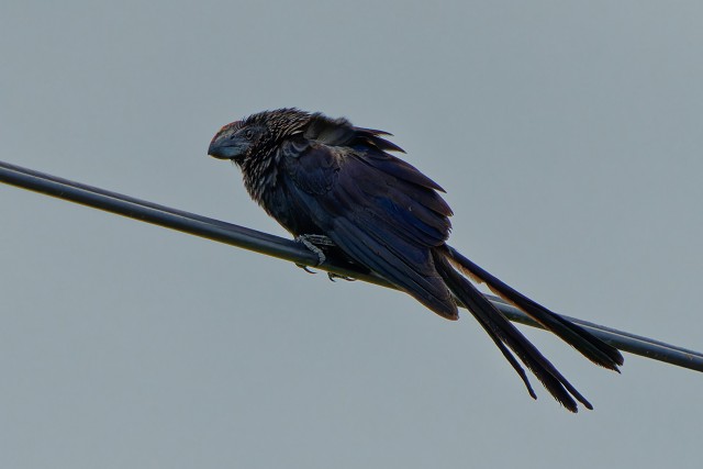 Smooth-billed Ani.7838
