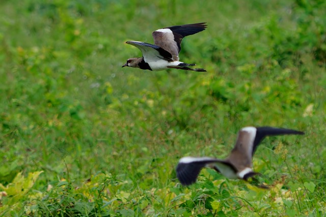 Southern Lapwings.7769