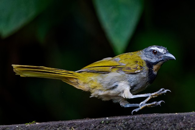 Buff-throated Saltator.f.6009