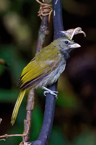 Buff-throated Saltator.jov.5988
