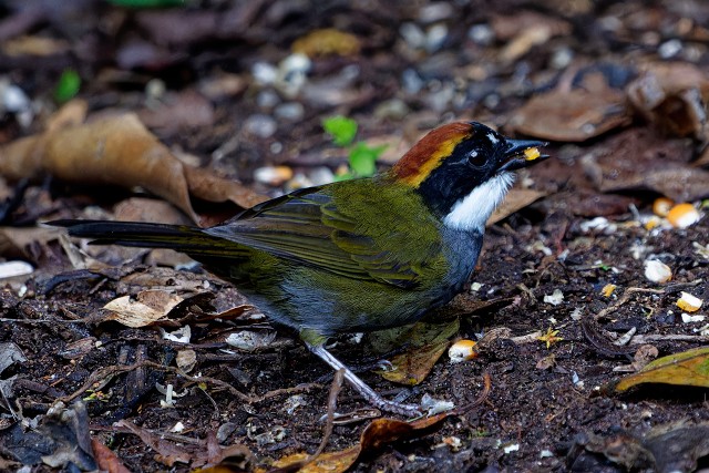 Chestnut-capped Brushfinch.5962