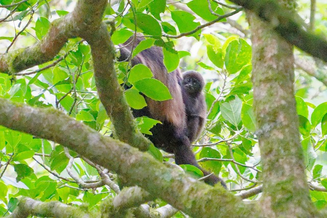 Howler Monkey.5370