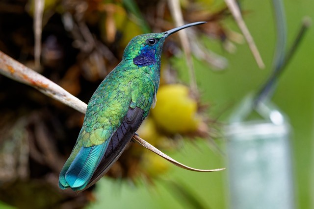 Lesser Violetear.5144