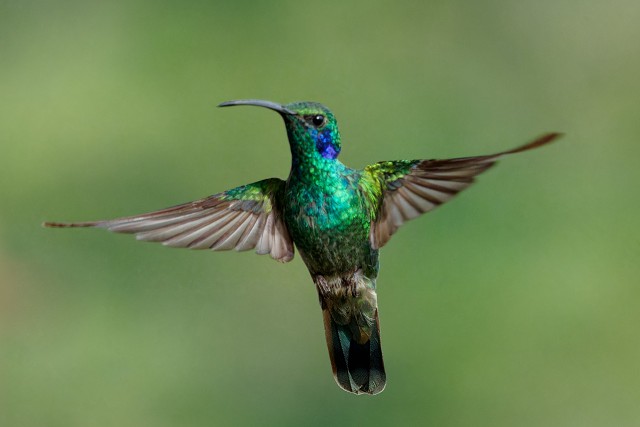 Lesser Violetear.5228