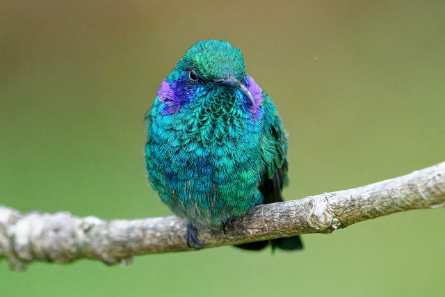 Lesser Violetear.5883