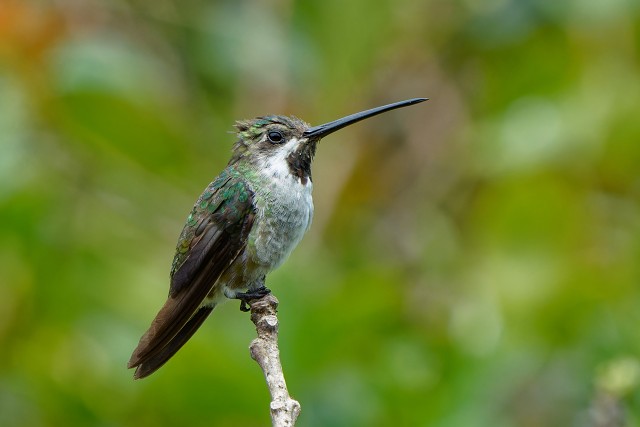 Long-billed Starthroat.4732