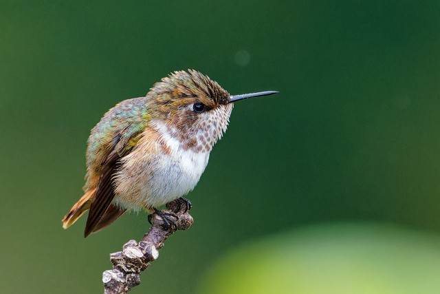 Scintillant Hummingbird.f.5853