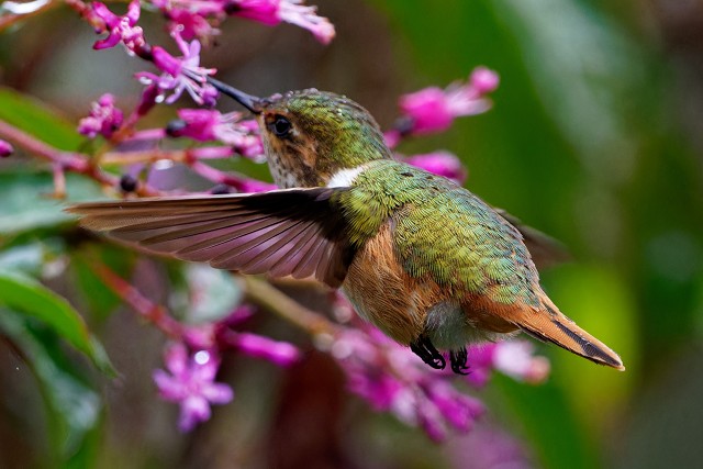 Scintillant Hummingbird.f.6152