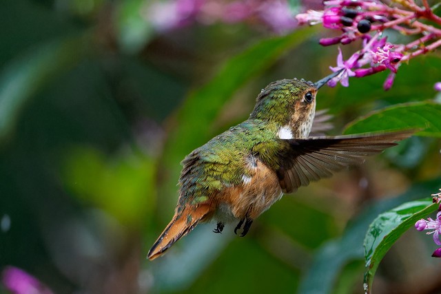 Scintillant Hummingbird.f.6170